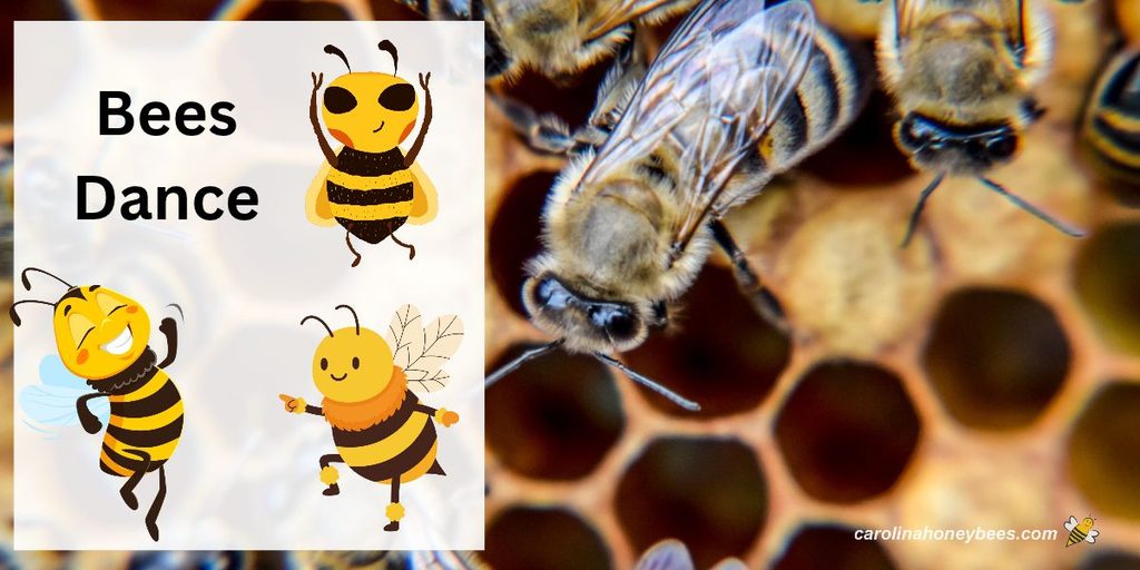 Worker bee dancing on comb with inset graphic of bees dance.