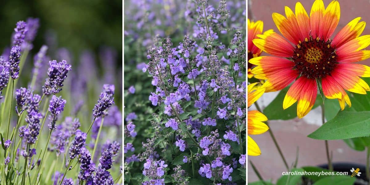 Three drought tolerant plants in bloom, lavendar, russian sage ad blanket flower.