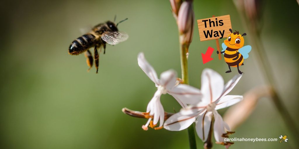 Honey bee flying to food with graphic pointing the way to go, text this way.