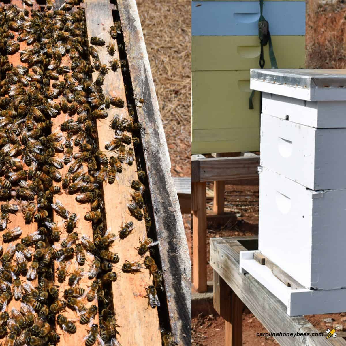 When to Transfer Bees from a Nuc to a Complete-Sized Hive- Carolina Honeybees