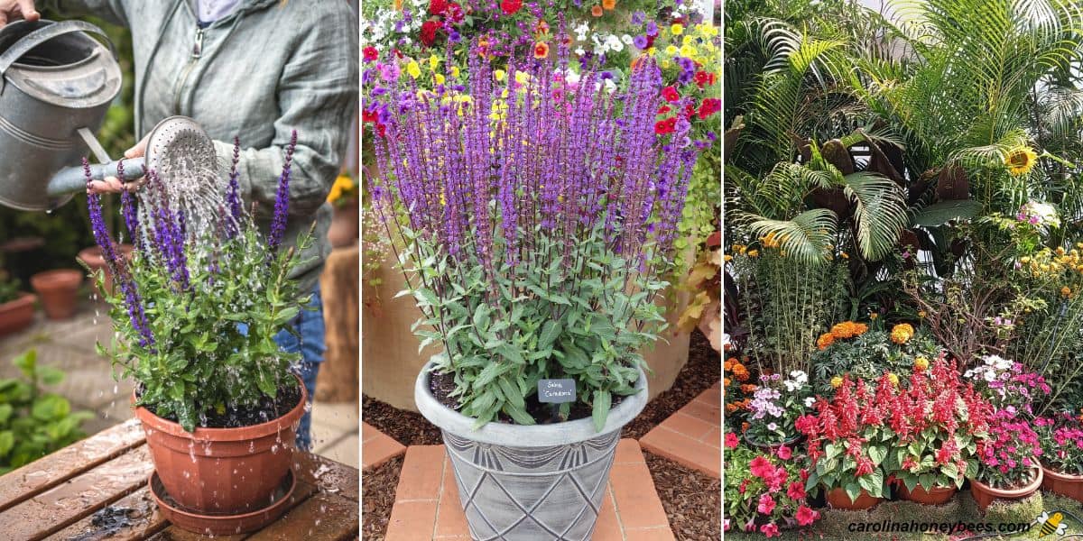 Salvia and other pollinator plants in containers.