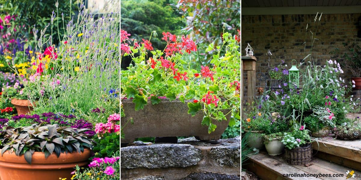 Various container gardens filled with blooming plants.
