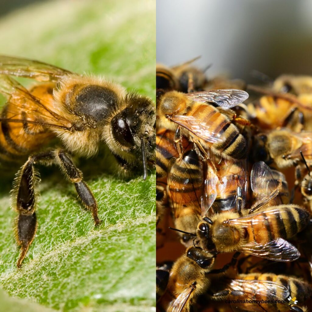 The Fascinating World Of Bees Carolina Honeybees the-fascinating-world-of-bees-carolina-honeybees