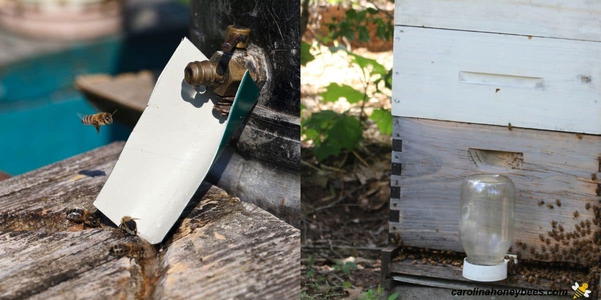 How to Keep Bees Away from Your Pool Carolina Honeybees