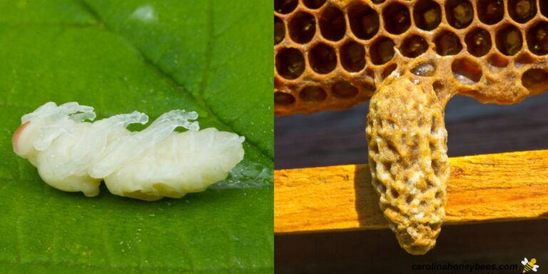Queen Bee Development Chart The Queen Bee Life Cycle - Carolina Honeybees