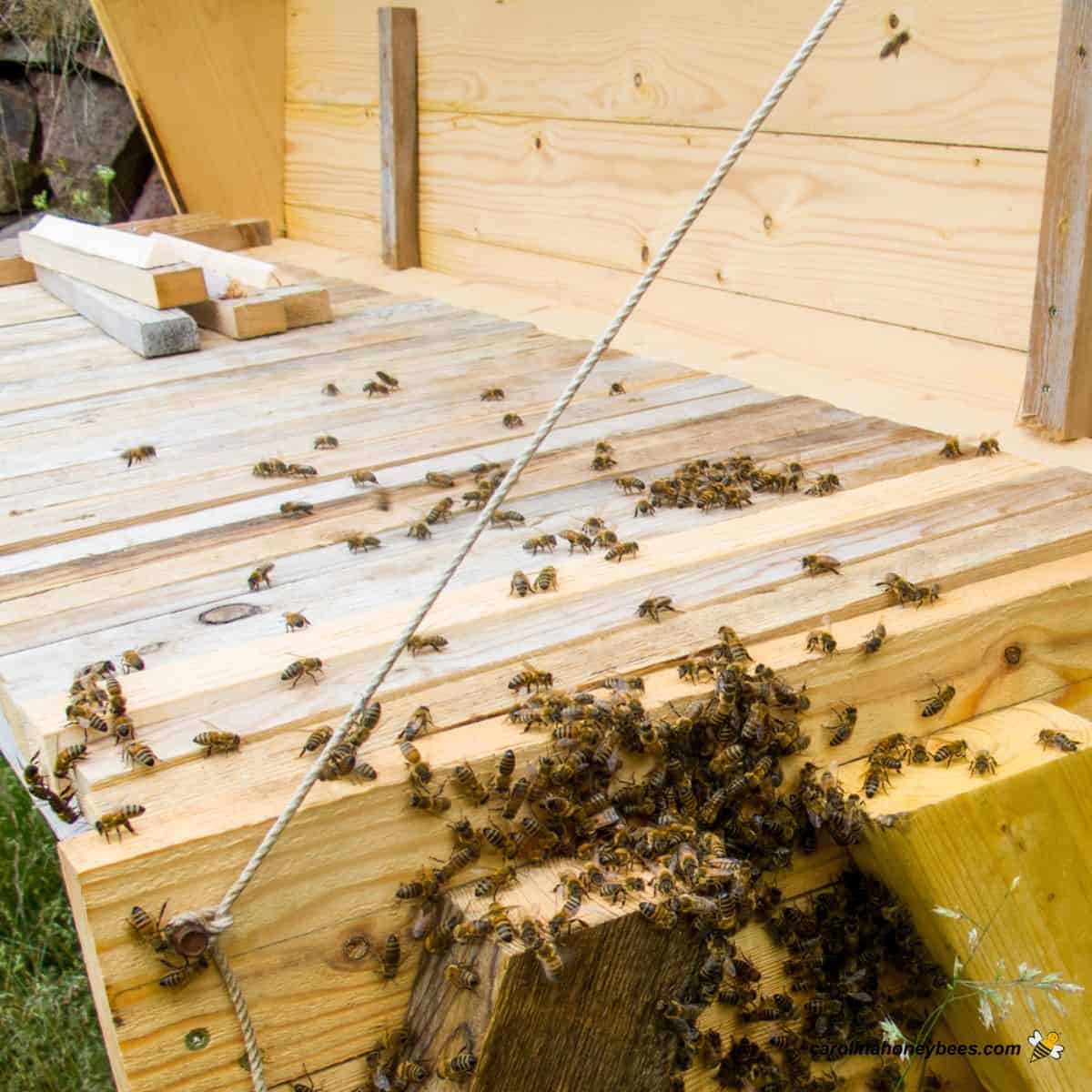 Most sensible Bar Hives: A Newbie’s Information