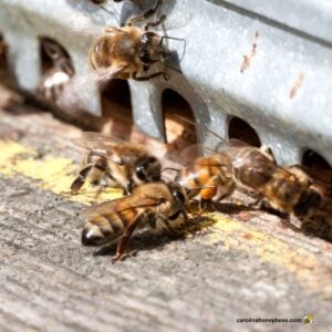 Metal mouse guard on the entrance of a hive with bees entering.