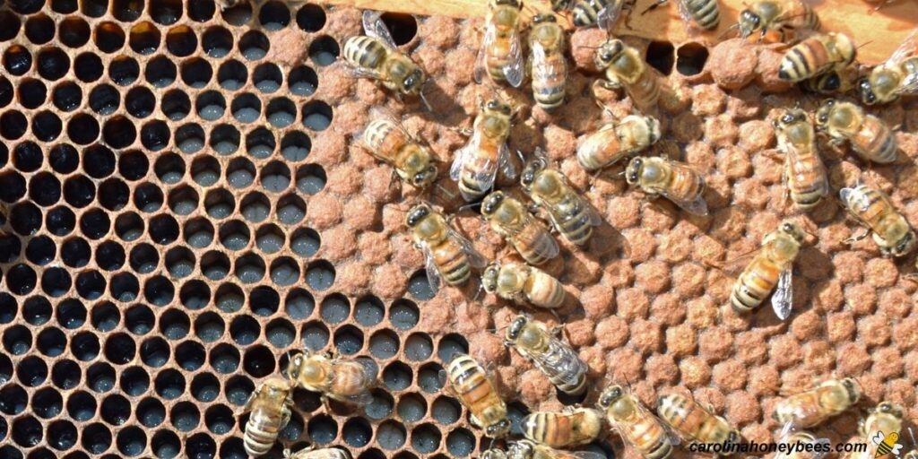 Top Summer Beekeeping Inspections and Tasks- Carolina Honeybees