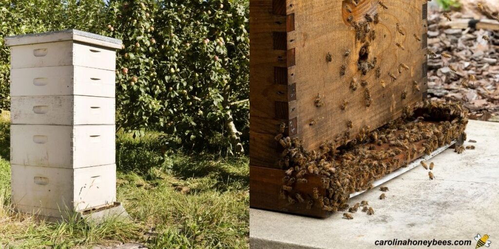 Bee Task Top Summer Beekeeping Inspections and Tasks- Carolina Honeybees