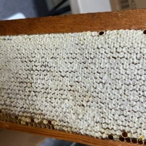 Full frame from beehive with capped honey.