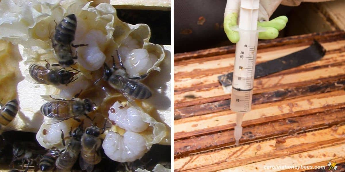 varroa mites on bee brood and oxalic acid dribble treatment.