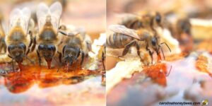 Feeding Bees Honey: Risks, Benefits, and Best Practices- Carolina Honeybees