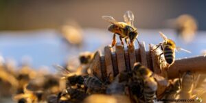 Feeding Bees Honey: Risks, Benefits, and Best Practices- Carolina Honeybees