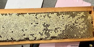 Feeding Bees Honey: Risks, Benefits, and Best Practices- Carolina Honeybees