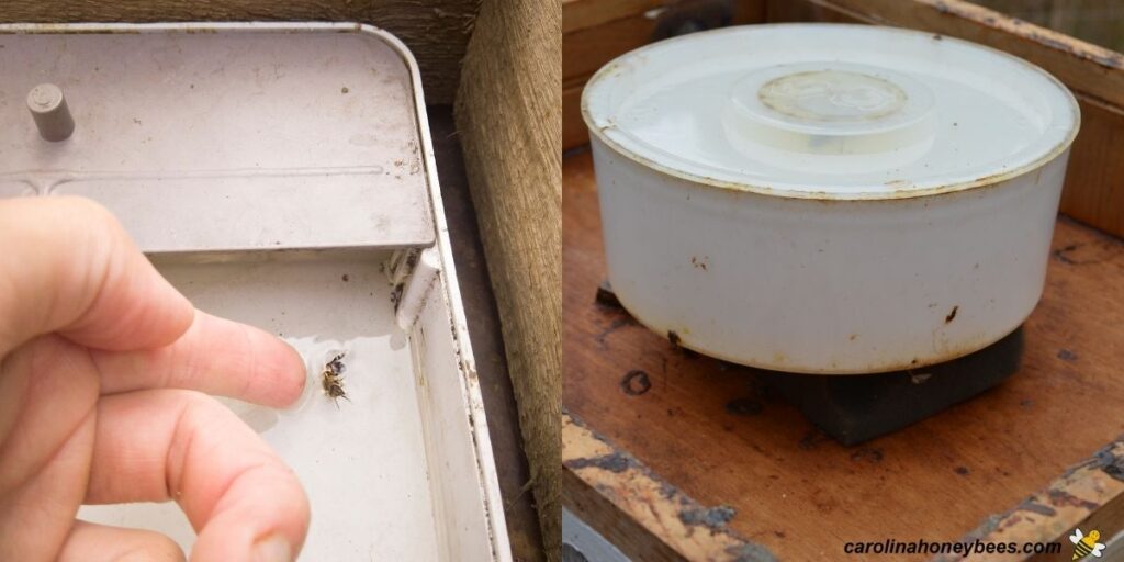 Bee Feeder Comparison: Which Feeder is Best for Your Bees?- Carolina ...