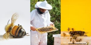 Feeding Bees Honey: Risks, Benefits, and Best Practices- Carolina Honeybees
