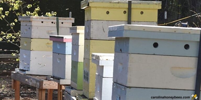 What is Drifting in Honey Bees? - Carolina Honeybees