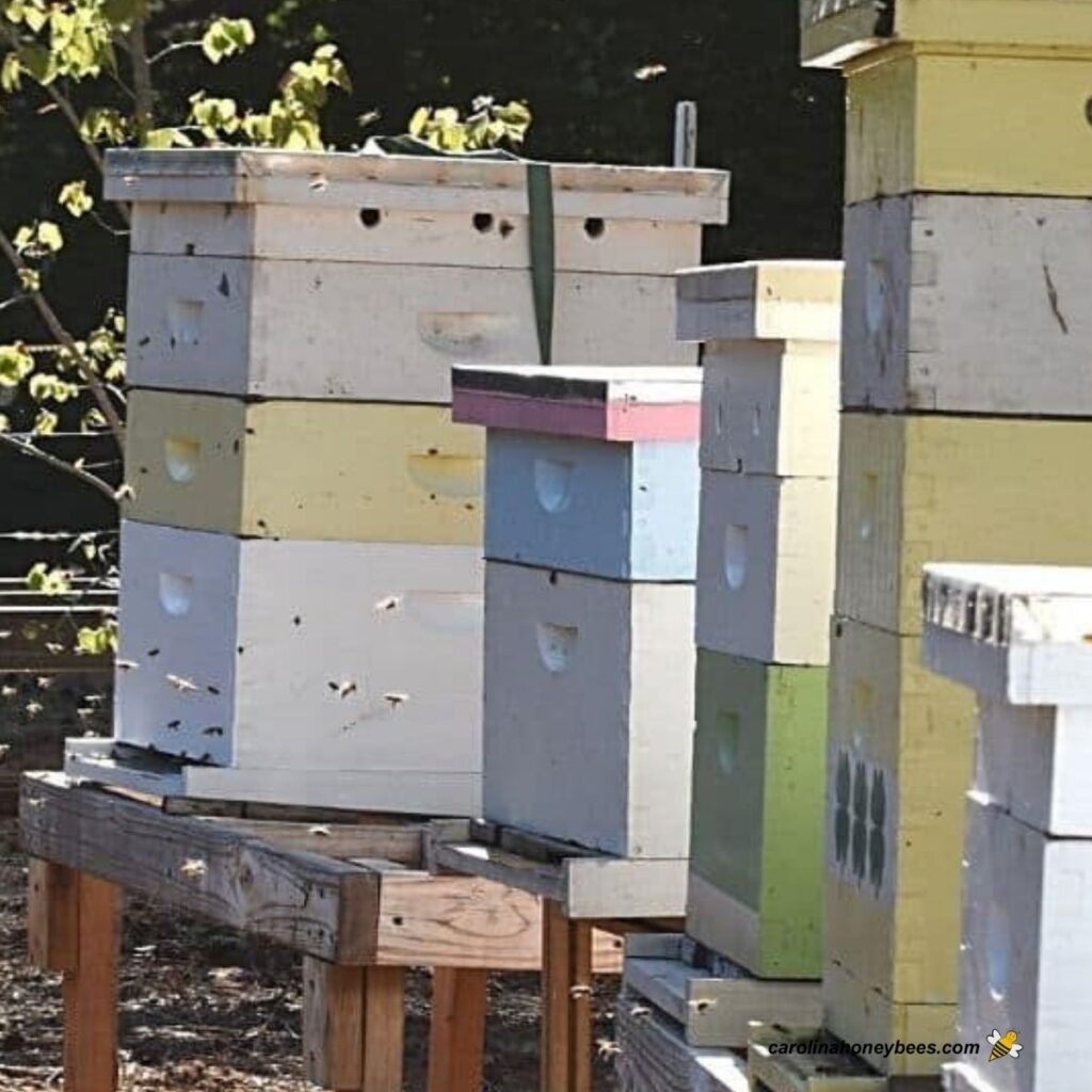 Learn About Beekeeping Carolina Honeybees
