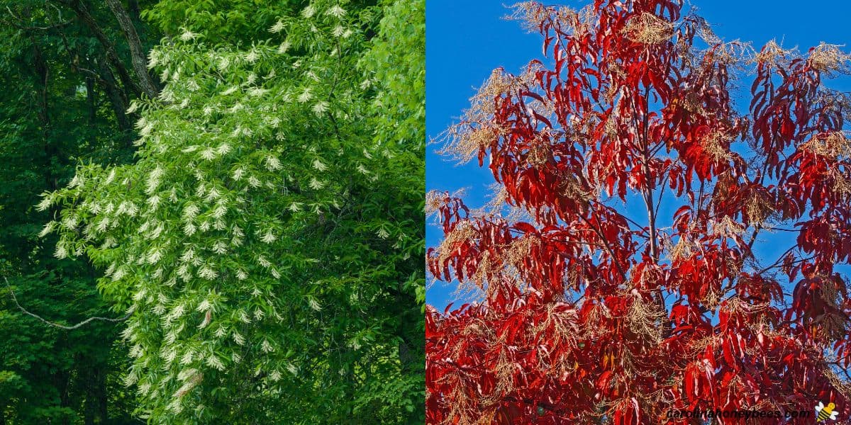 Sourwood trees covered with white blooms and a tree in Fall with red color.