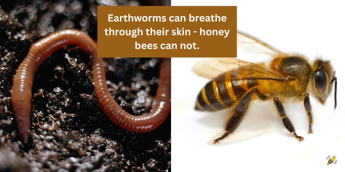 Moist earthworm and shiny bee, text earthworms can breathe through their skin honey bees can not.