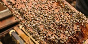 Equalizing Bee Colonies Why When And How To Do It Right Carolina