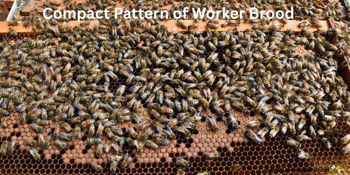 Compact pattern of worker brood in a hive.