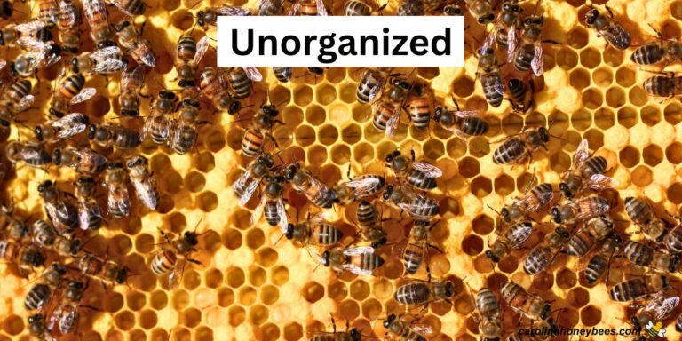 Good Brood Pattern What is a Good Brood Pattern in a Hive?- Carolina Honeybees