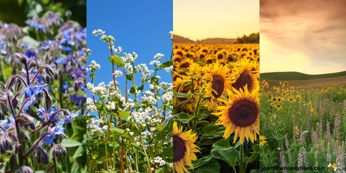 Collection of annual plants that produce nectar for bees.