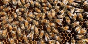 How to Fix a Failing Beehive: Common Problems and What to Do - Carolina ...