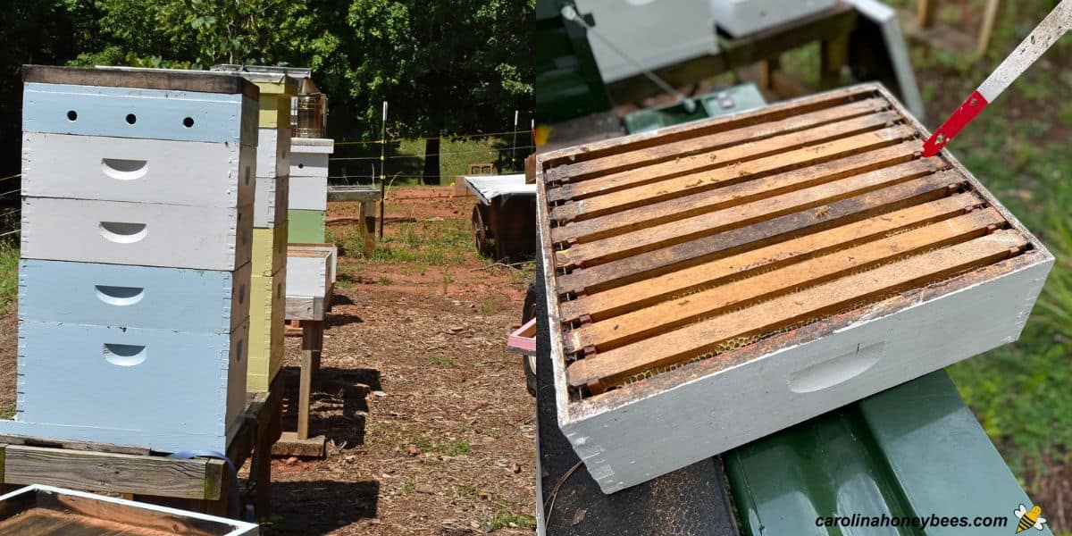Beehives in yard with fume board on top to remove bees, full honey super on vehicle.