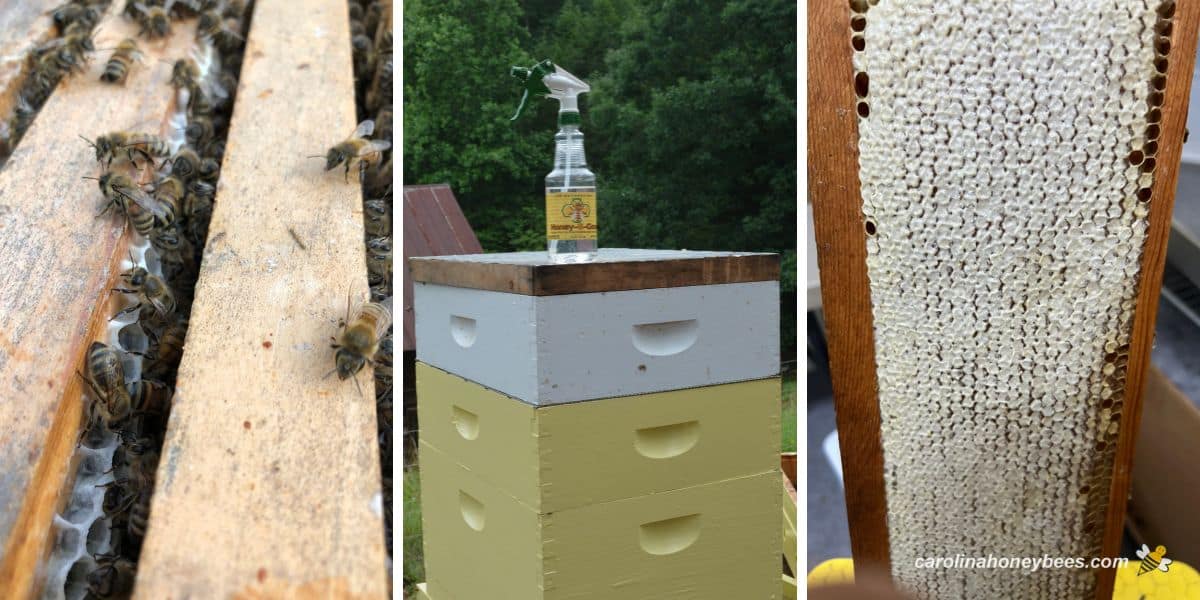 Bees on frame with white comb, a fume board and liquid being used to harvest honey and a frame of capped honey.