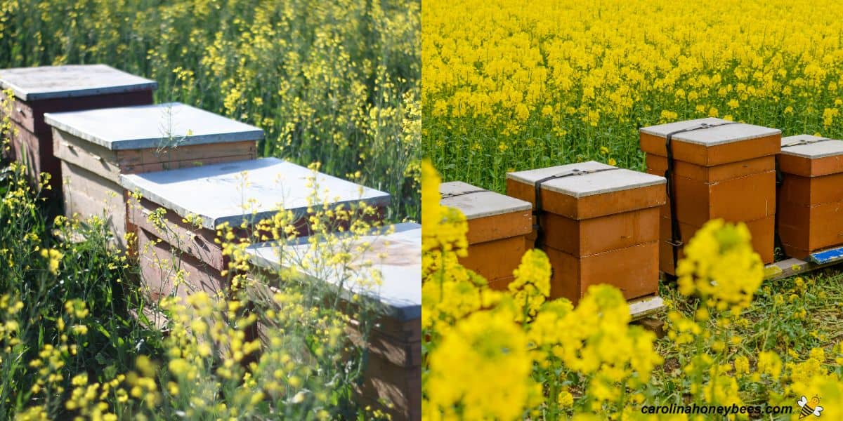 Two groups of hives placed in fields of bloom for honey production.
