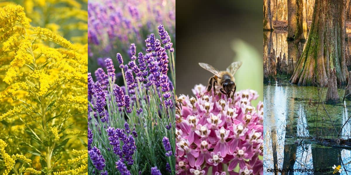 Goldenrod, lavender, milkweed and tupelo trees that help bees produce honey.