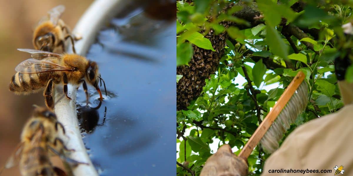 Bees drink water from garden pool, beekeeper gathers wild swarm.