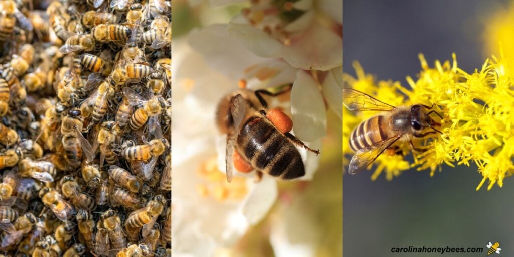Why Are Honey Bees Different Colors? - Carolina Honeybees