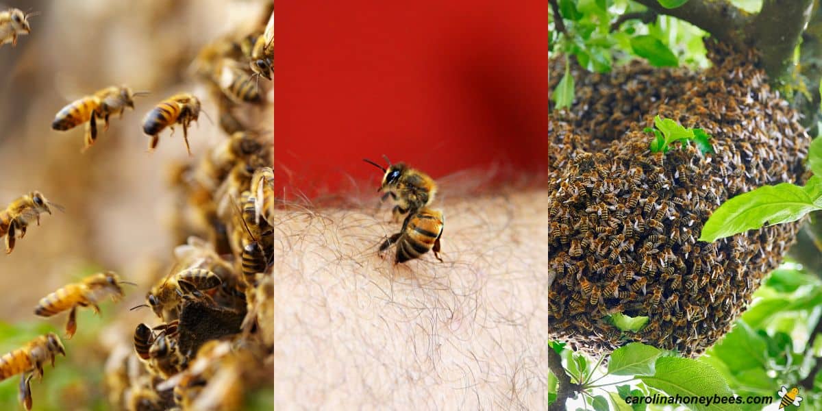Bees flying to hive, worker bee stings human skin and bee swarm in tree.