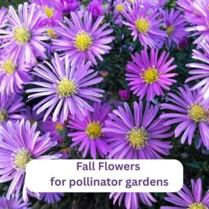 Purple aster in bloom, words fall flowers for pollinator gardens.