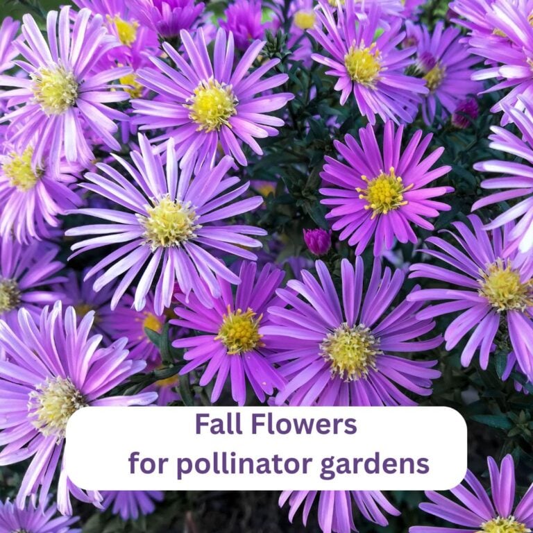 Purple aster in bloom, words fall flowers for pollinator gardens.