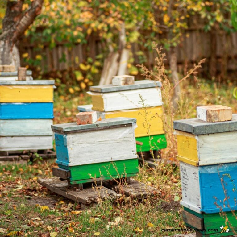 Beekeeping in Fall