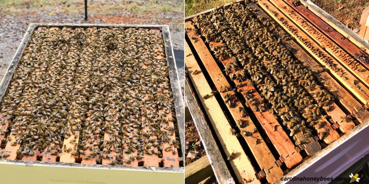 Two open honey bee hives one with a large population and another that is weaker.