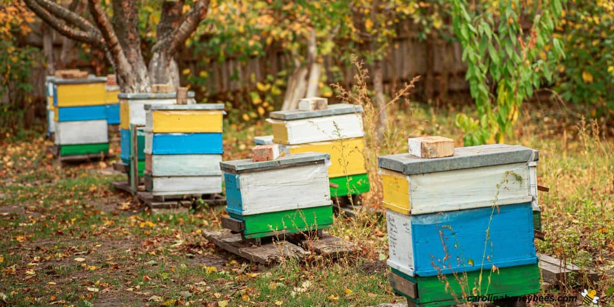 Several bee hives in apiary with colorful fall leaves.