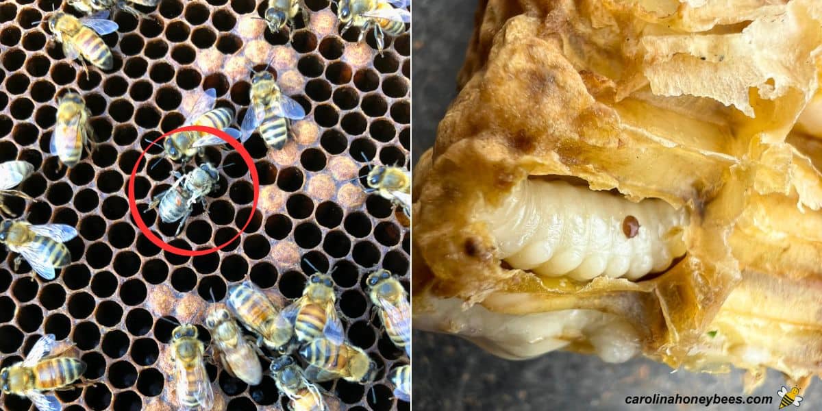 Bee hive infested with varroa mites, adult mite on worker abdomen and drone brood with mite.
