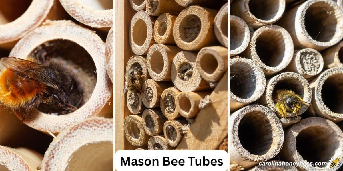 Mason bees preparing tubes for winter survival.