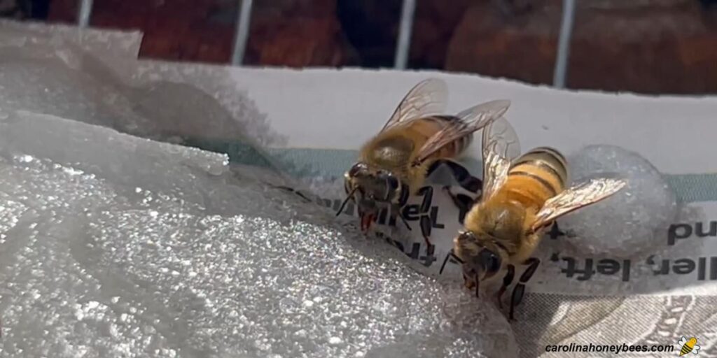 two worker honey bees eating sugar patties inside beehive.
