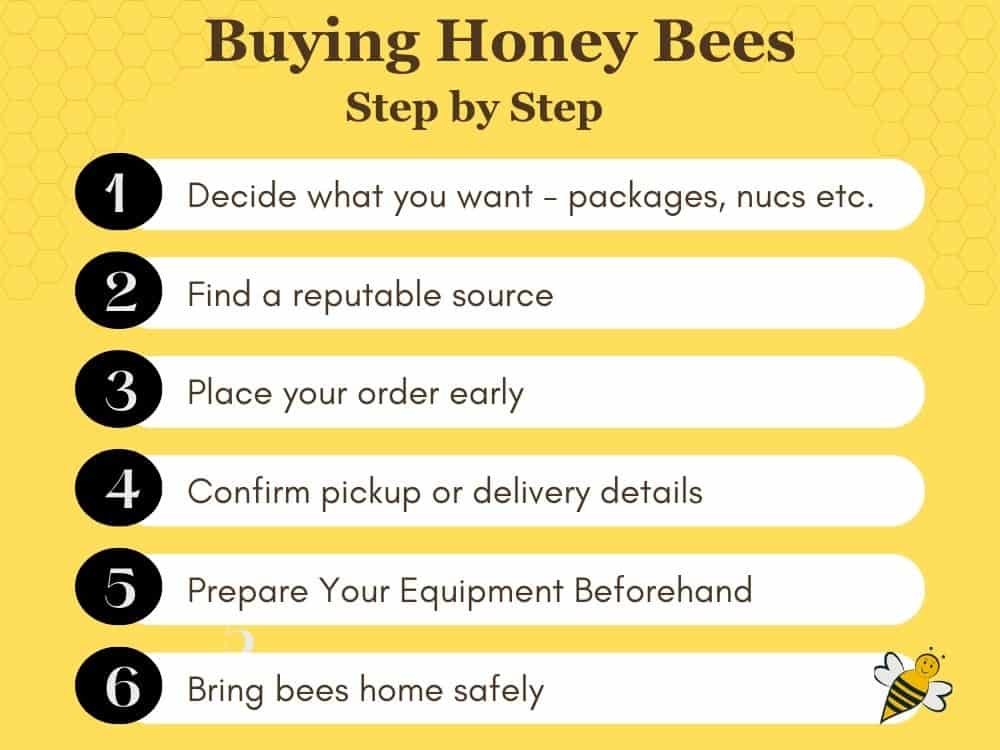 Info chart for buying bees for a hive on yellow background with numbered steps - words buying honey bees step by step.