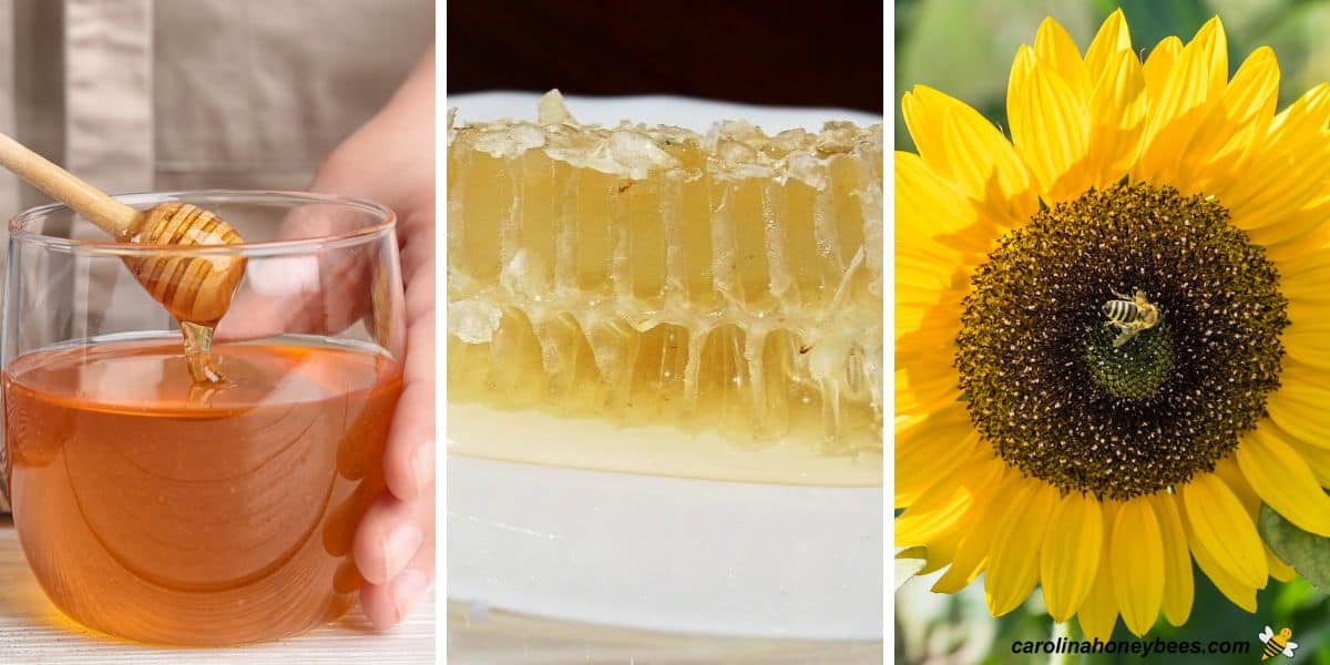 Fresh honey in a jar, slice of honey comb, bee pollinating sunflowers.