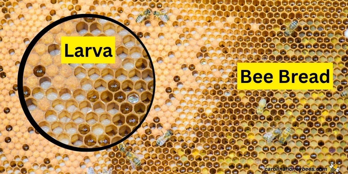 Baby bee larva and capped brood and bee bread pollen on a frame.
