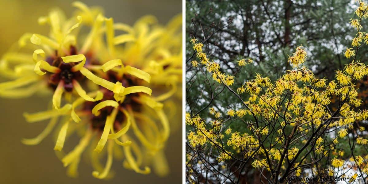 Native witch hazel with beautiful yellow blooms, a favorite winter plant for pollinators.