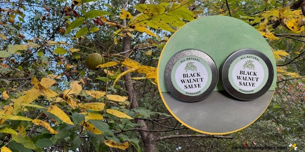 Green nuts on walnut tree with inset of tins of homemade salve,.