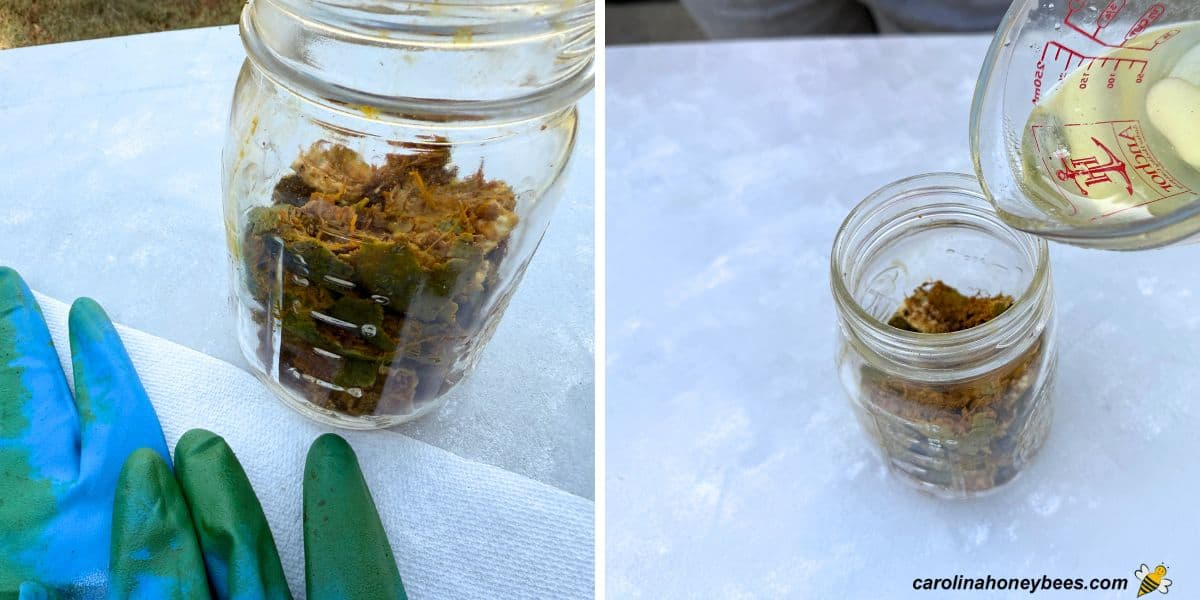 Stained gloves and green walnut hulls in jar with oil being poured over.